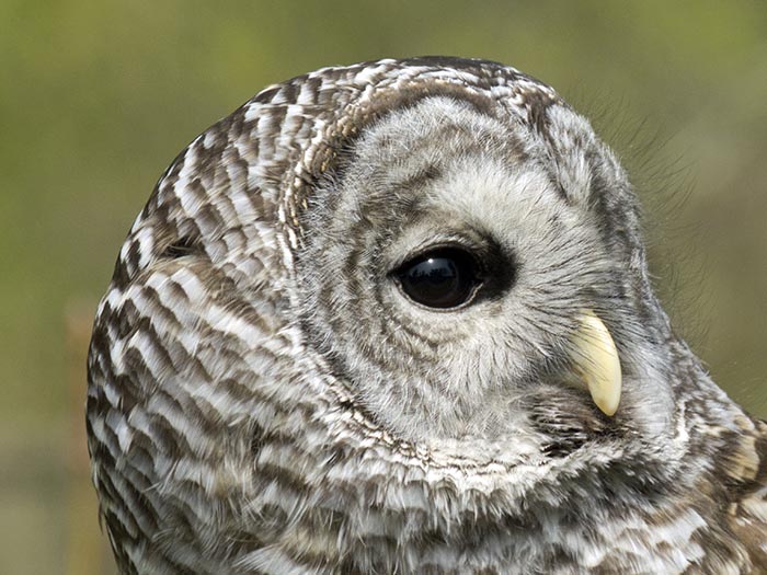 Barred Owl