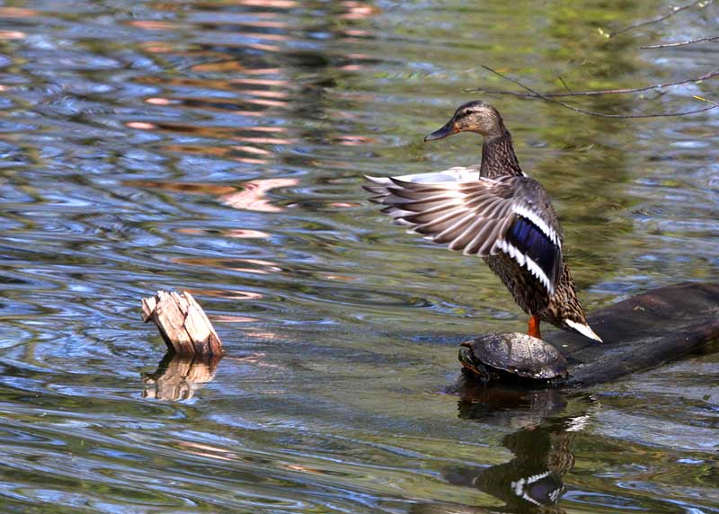 Pond Exercise Leader