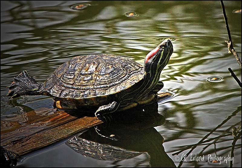 Pond Aerobics