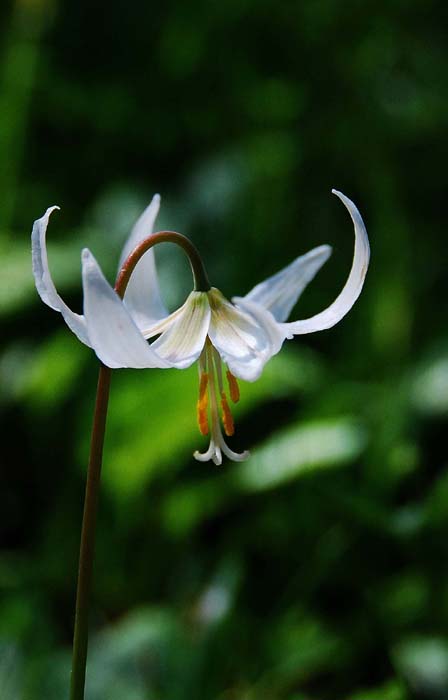 fawn Lilly