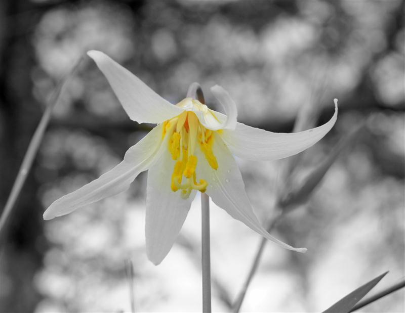 White fawn lily in b&w and yellow