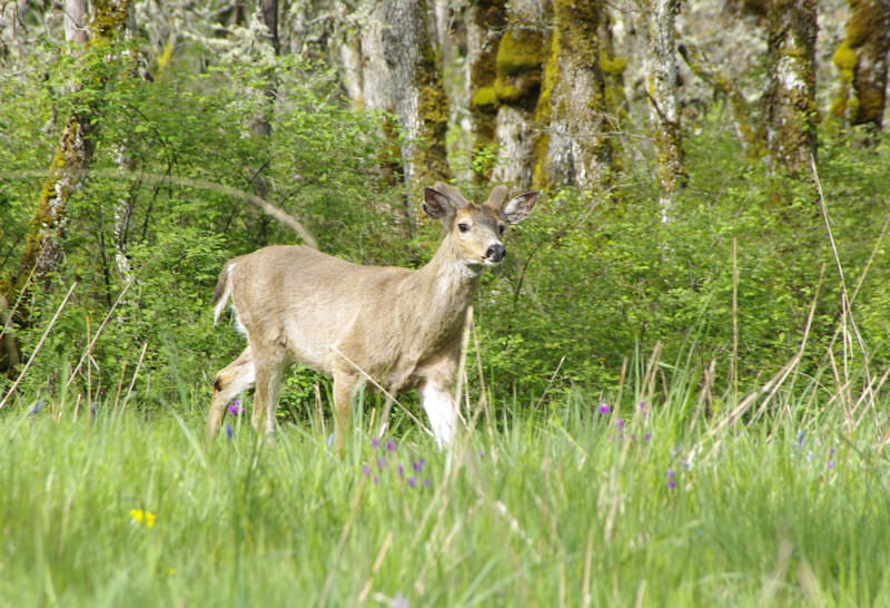 Deer In the Gary Oak Preserve