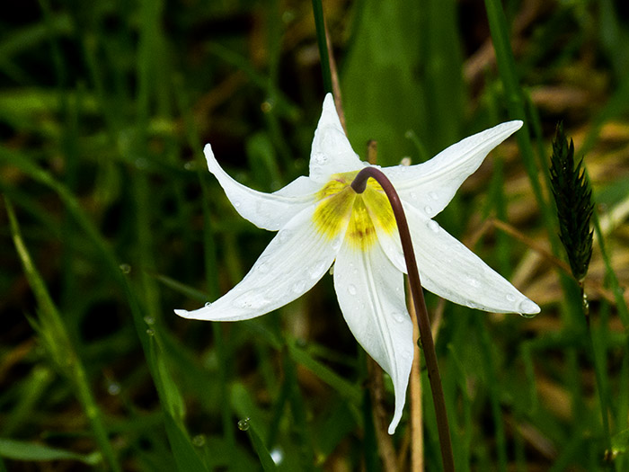 Fawn Lily