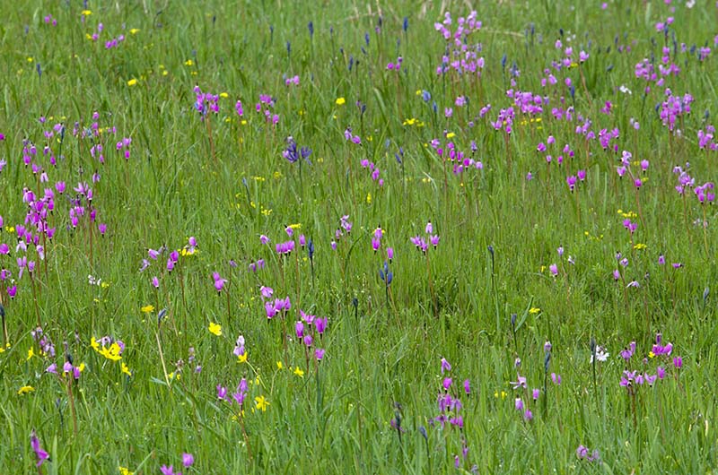 Meadow Colours.jpg
