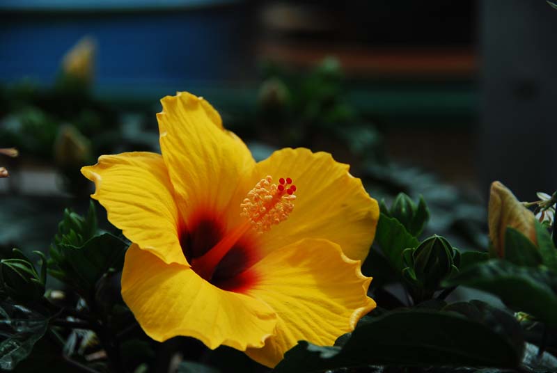 Pure color
