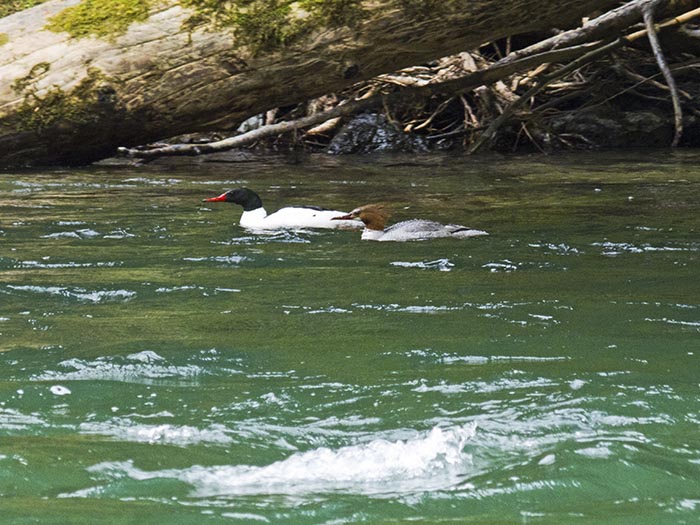 Mergansers