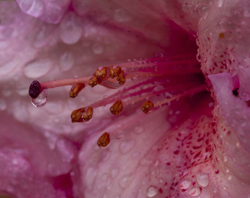 Rhodendron Close Up