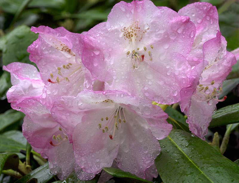 Rhododendron Blossom