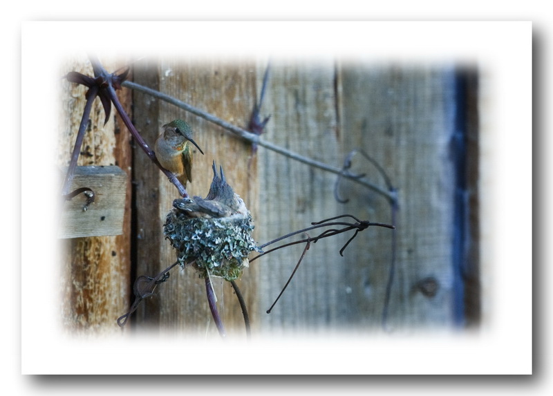 Hungry Hummers