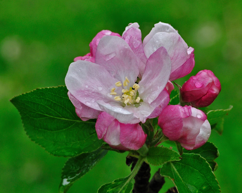 More Apple blossoms