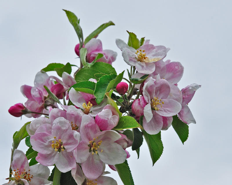 Lots of Apple blossoms