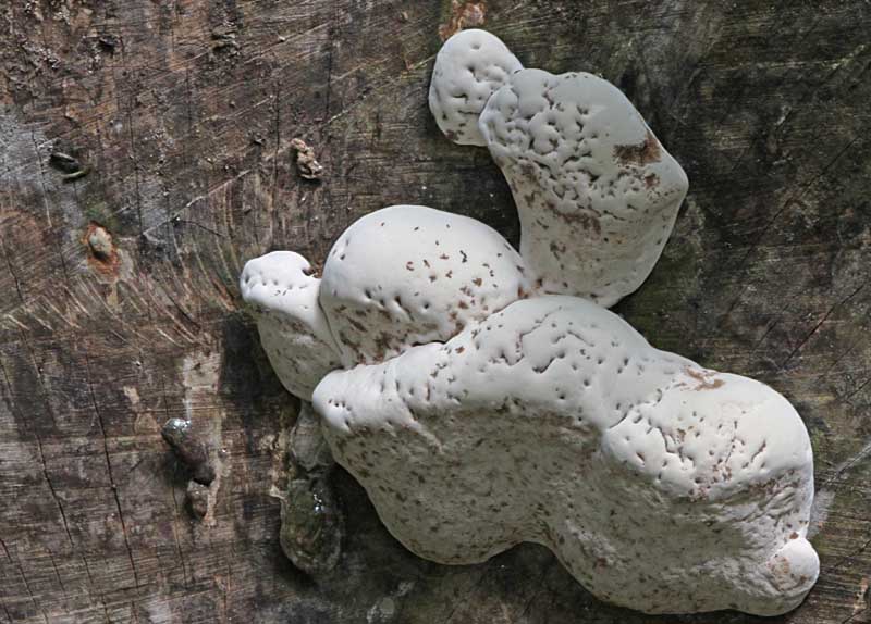 Forest Fungi Art