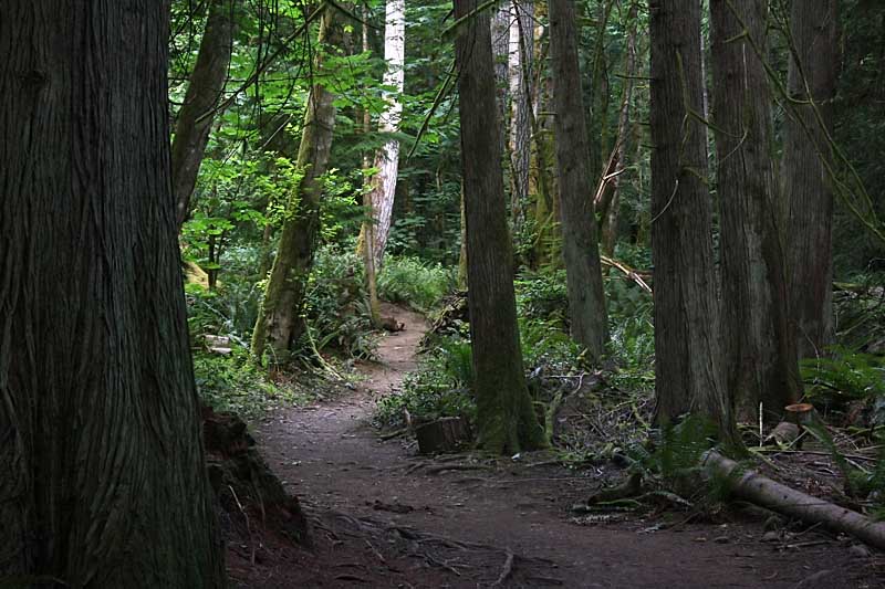 Forest Path