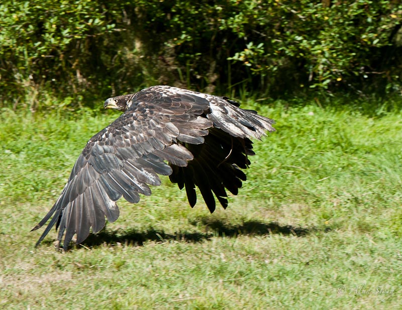 Bald Eagle in Ground Effect.jpg