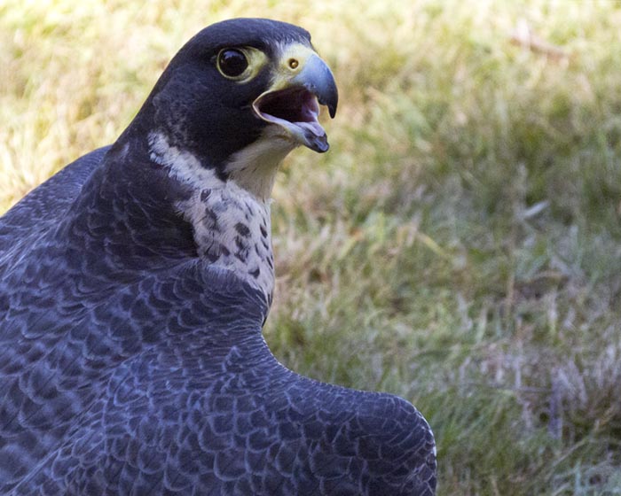 Peregrine Falcon