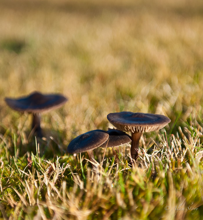 Winter Mushrooms.jpg