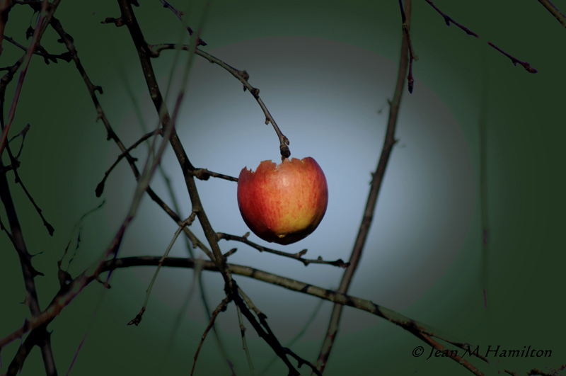 Apple on the Branch