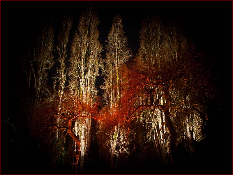 Butchart poplars at night.jpg