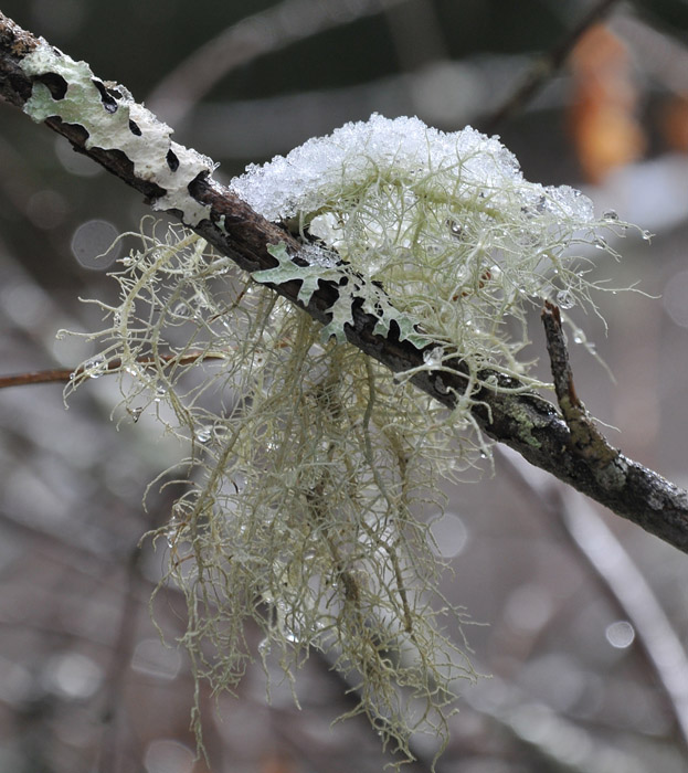 Lichen, Moss and Snow