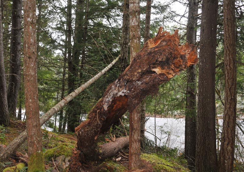 Bizarre Tree