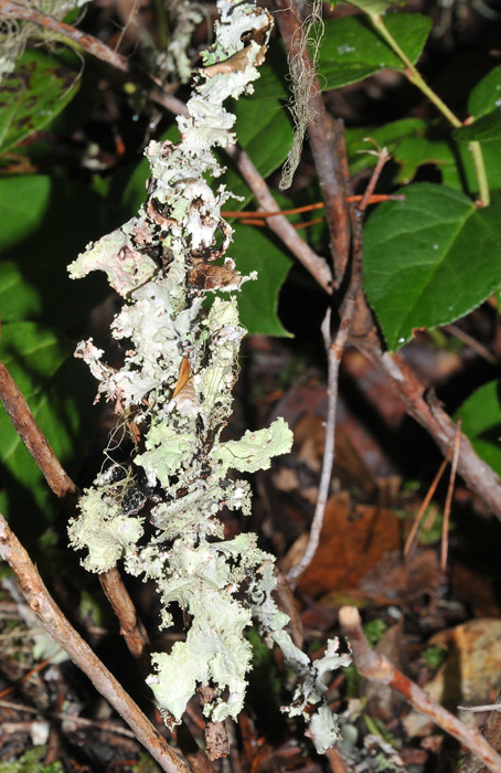 Lichen