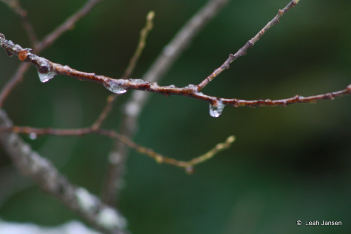 drips on a branch