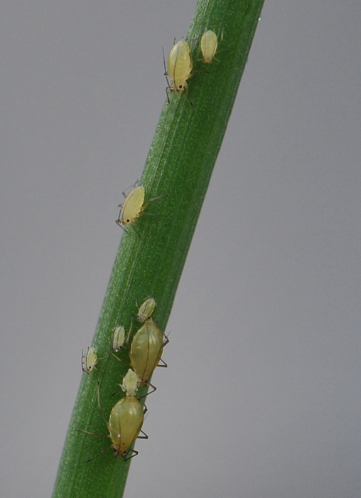 The culprits:  Aphids on Chives