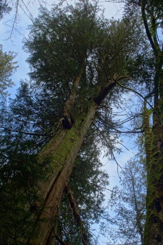 Big cedar reaching up