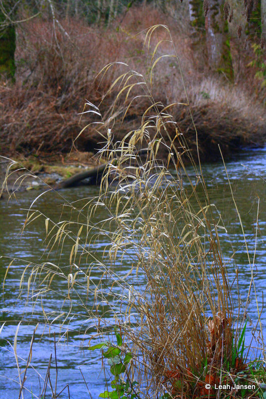 River Grass