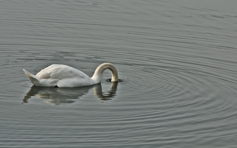 Swan, A la ripples
