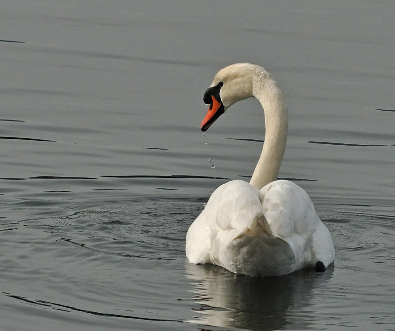 Suspicious Swan