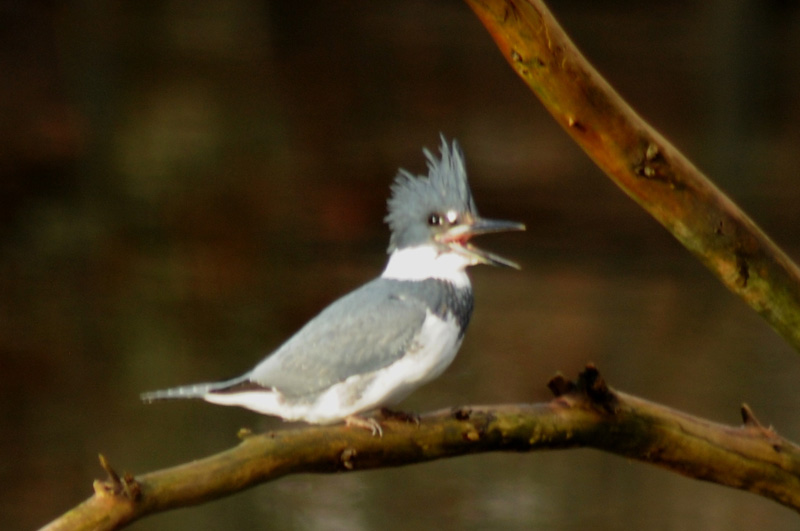 Belted Kingfisher - male