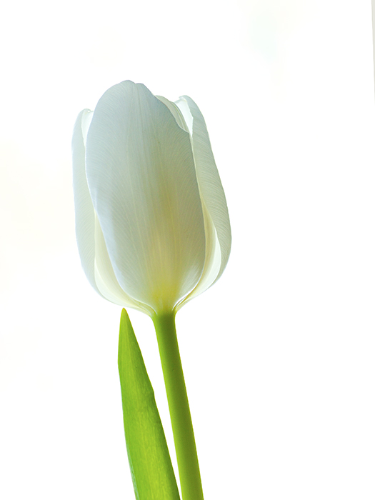 Solitary Tulip