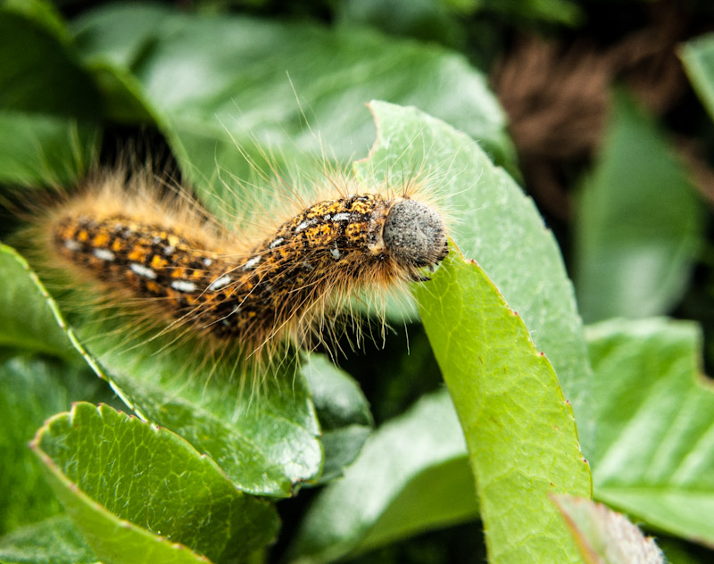 Western Tent Caterpillar (Malacosoma californicum)