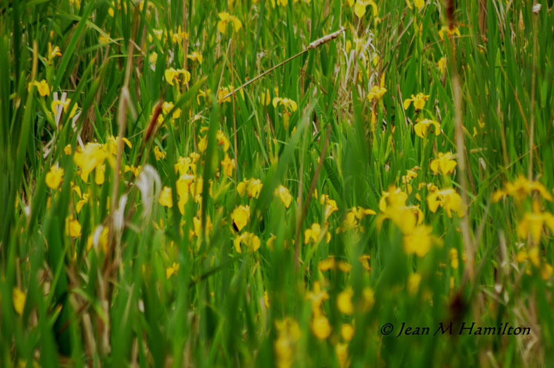 Marsh Meadow 