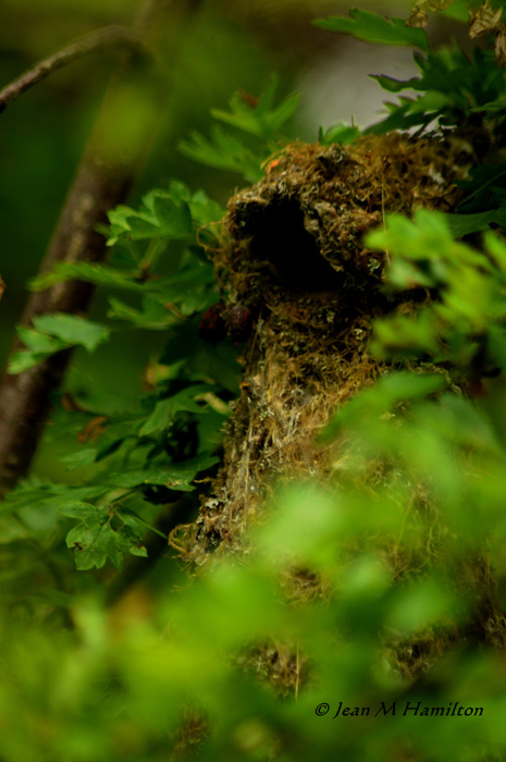 Oriole Nest 