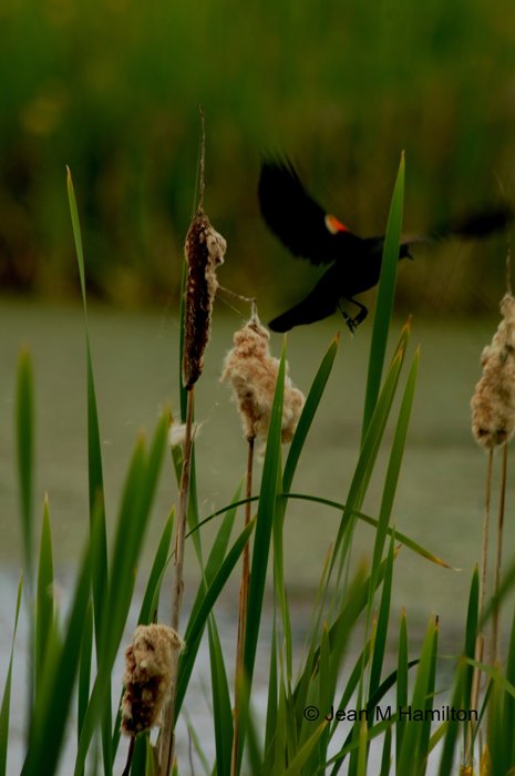 Red-winged Black Bird Taking Flight