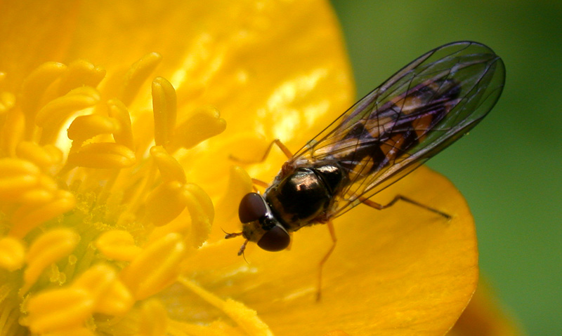Insect on Buttercup flower
