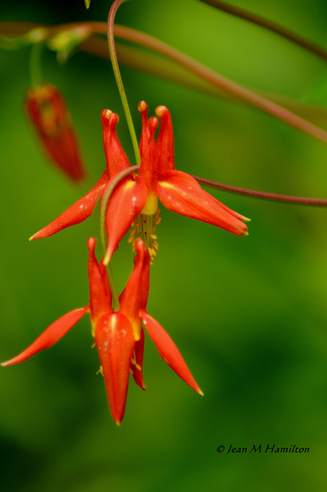 Wild Columbine