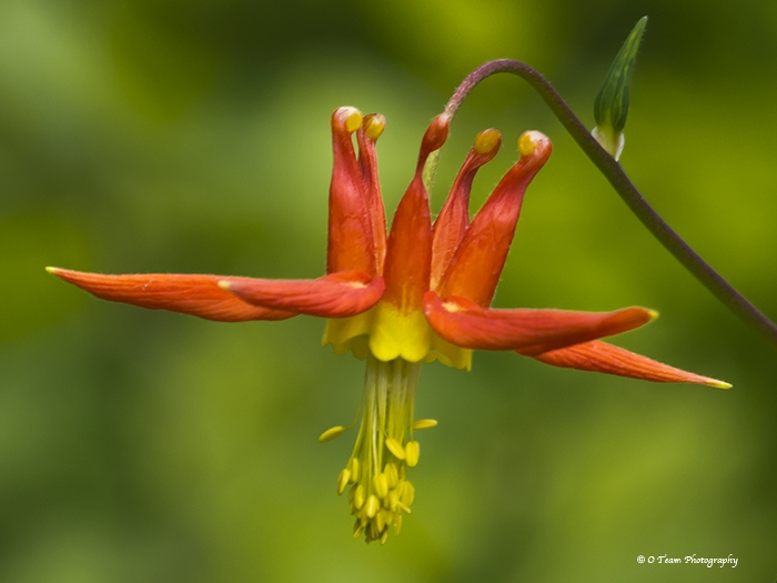 Columbine