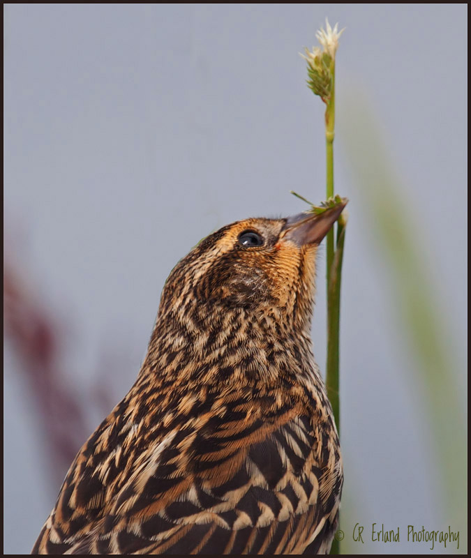 A Healthy Diet of Grains