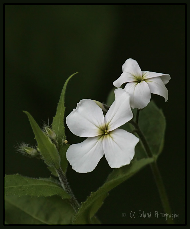 Blossoms with a Bonus