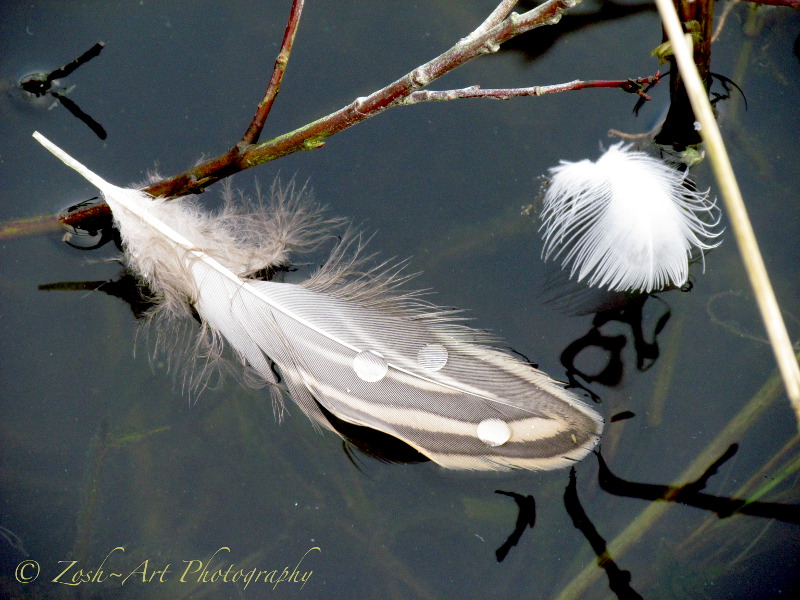 Feathers Afloat