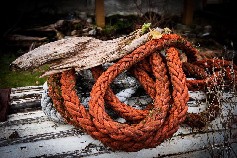 Orange  White braided snake.jpg