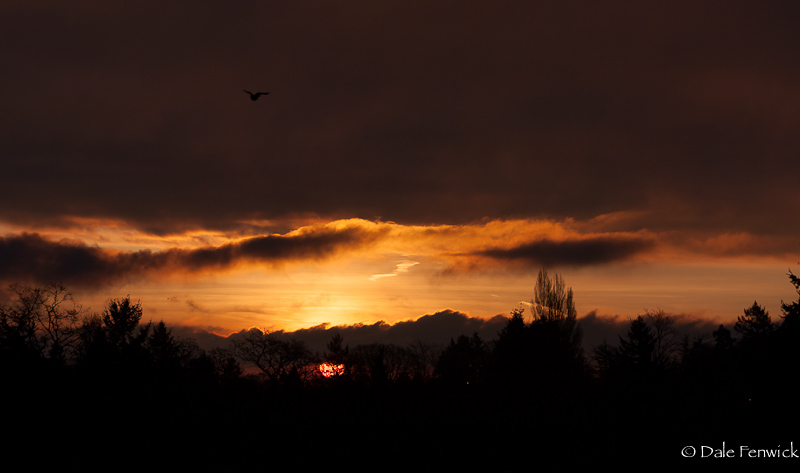 Glowing Sunrise in Victoria