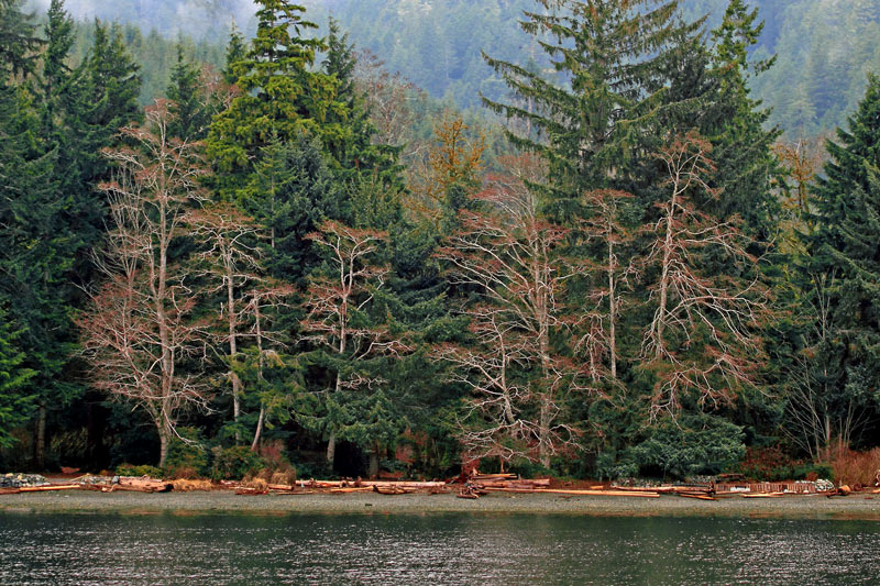 Alders at Campground