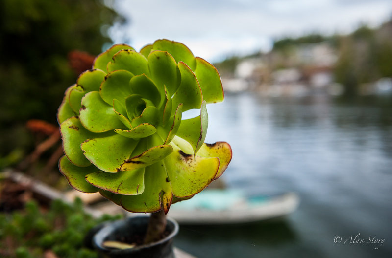 Succulent on the bay.jpg