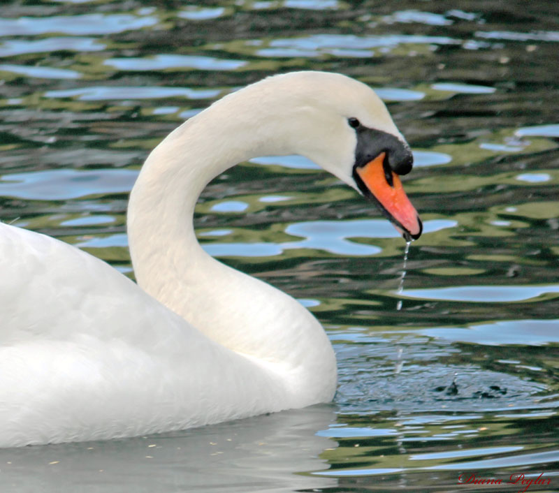 swan1