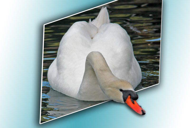 swan2