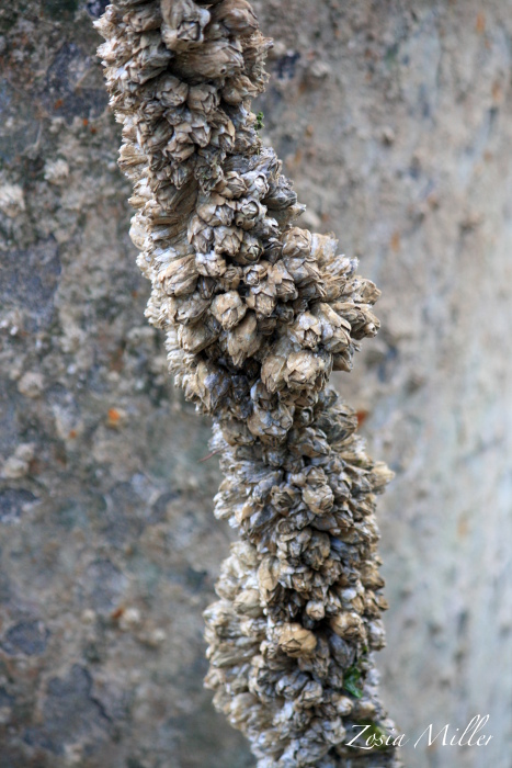 Barnacles on Rope